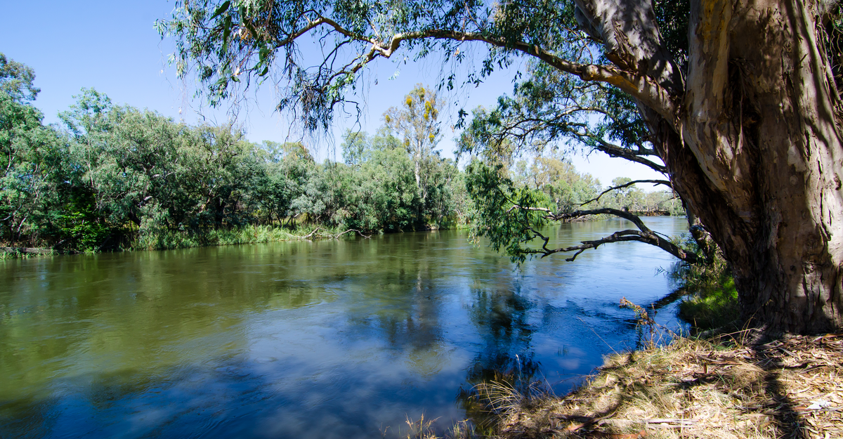 A beautiful green forest alongside the Murray River is Australia's longest river at Albury, New South Wales.