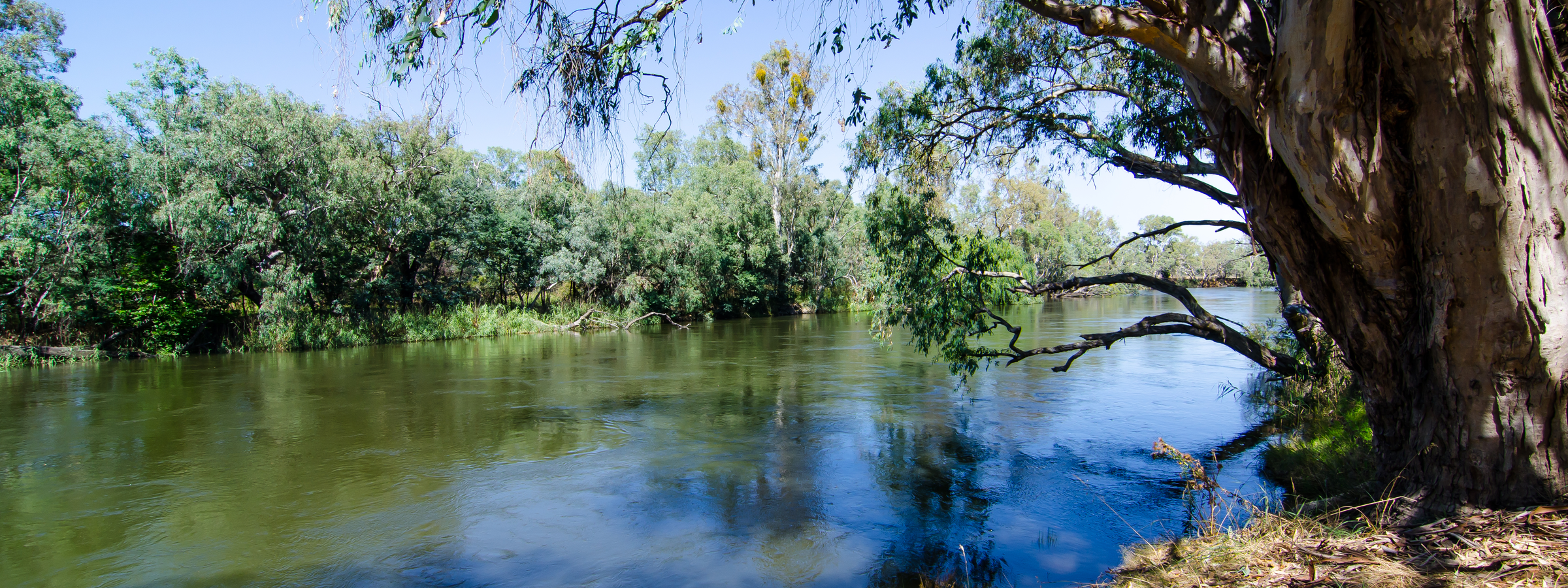 A beautiful green forest alongside the Murray River is Australia's longest river at Albury, New South Wales.