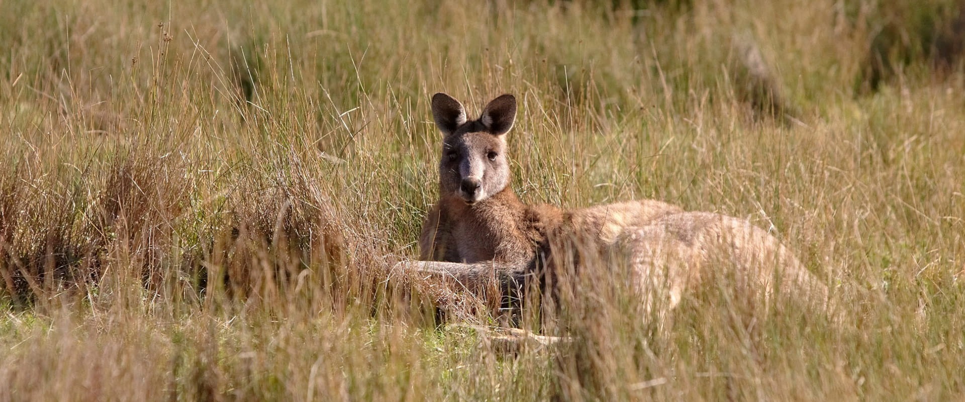 https://hampshireessentials.com.au/files/images/00-State-Pages/VIC/Blog-3-Copy.jpg