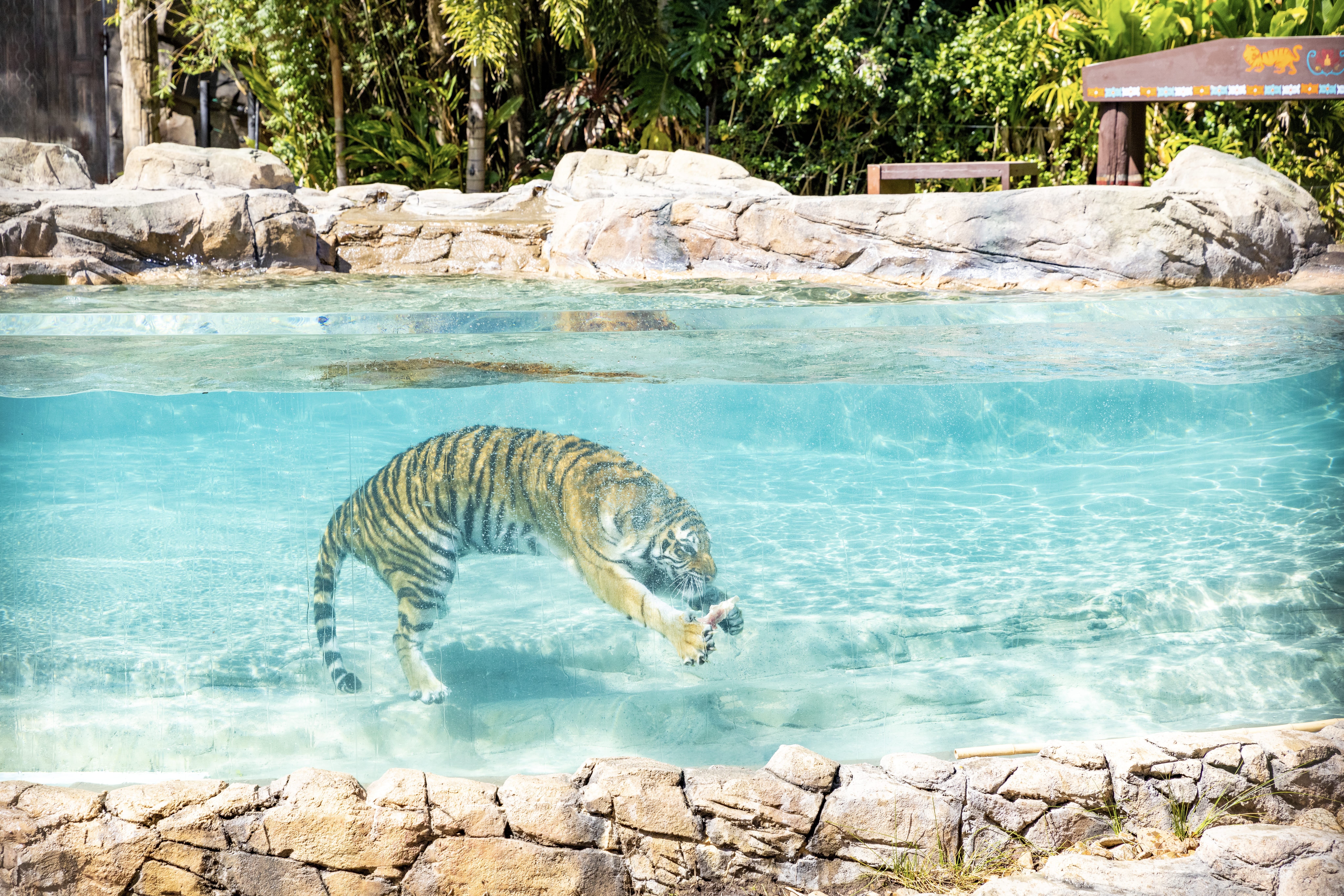 Tiger diving after food, on Tiger Island