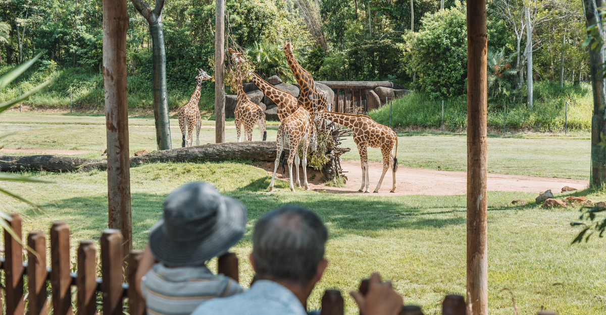 Family looking at the giraffe