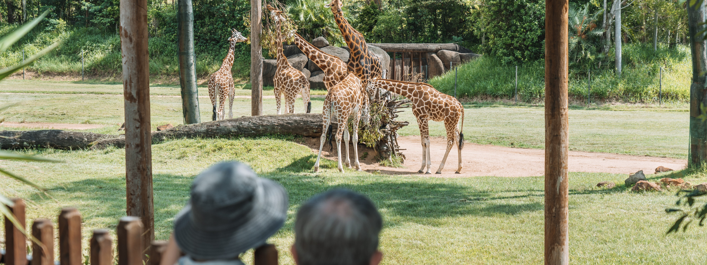 Family looking at the giraffe